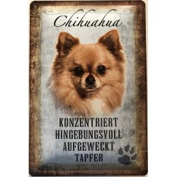 Chihuahua Hund -...